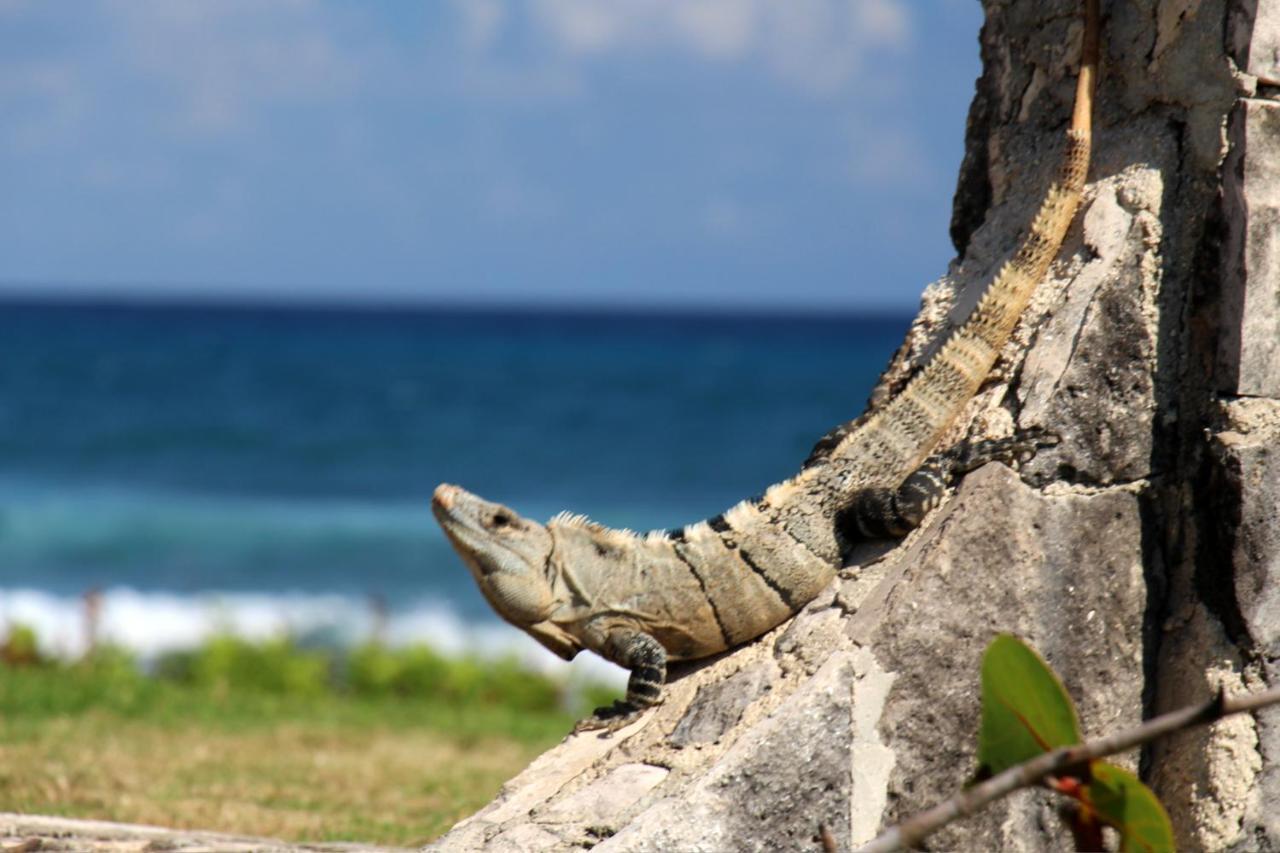 Beautiful & Cozy Studio In Akumal Paradise-Wifi, Ac Exterior foto